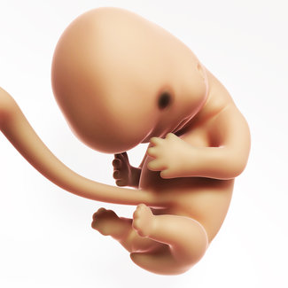 fetus at month 2